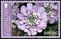 Colnect-2453-314-Gibraltar-candytuft.jpg