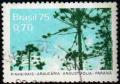 Colnect-793-433-Brazilian-pines.jpg