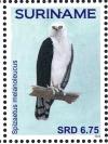 Colnect-3837-206-Black-and-white-Hawk-Eagle-nbsp--nbsp--nbsp--nbsp-Spizaetus-melanoleucus.jpg