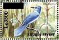 Colnect-3561-486-African-Blue-Flycatcher-nbsp--nbsp--nbsp--nbsp-Elminia-longicauda.jpg