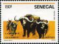Colnect-2069-956-African-Buffalo-Syncerus-caffer.jpg