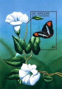 Colnect-2549-222-Sister-Butterfly-Adelpha-abia.jpg