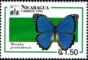 Colnect-2221-871-Blue-Morpho-Butterfly-Morpho-granadensis.jpg