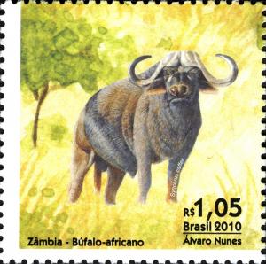 Colnect-747-213-African-Buffalo-Syncerus-caffer.jpg