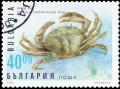 Colnect-3748-698-Green-Crab-Carcinus-mediterraneus.jpg