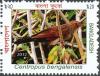 Colnect-1921-913-Lesser-Coucal-Centropus-bengalensis.jpg