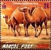 Colnect-2321-426-Wild-Bactrian-Camel-Camelus-bactrianus-ferus.jpg