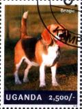 Colnect-3438-323-Beagle-Canis-lupus-familiaris.jpg