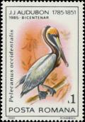 Colnect-5816-595-Brown-Pelican-Pelecanus-occidentalis.jpg