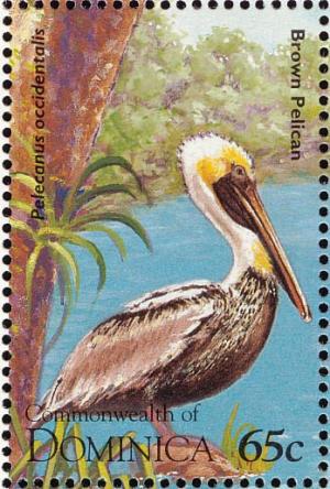 Colnect-1748-092-Brown-Pelican-Pelecanus-occidentalis.jpg