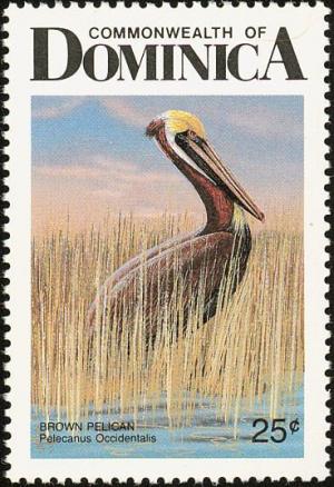 Colnect-1788-019-Brown-Pelican-Pelecanus-occidentalis.jpg