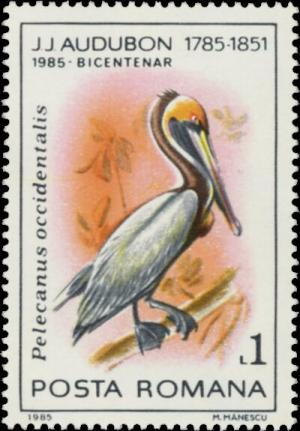 Colnect-5816-595-Brown-Pelican-Pelecanus-occidentalis.jpg