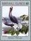 Colnect-5997-836-Brown-Pelican-Pelecanus-occidentalis.jpg