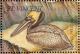 Colnect-1755-625-Brown-Pelican-Pelecanus-occidentalis.jpg