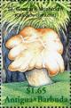 Colnect-2031-910-Calocybe-gambosa.jpg