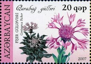 Colnect-1603-595-Centaurea-Ficher.jpg