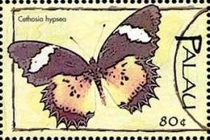 Colnect-3477-990-Cethosia-hypsea.jpg