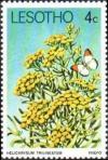 Colnect-1730-129-Helichrysum-trilineatum.jpg