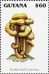 Colnect-3093-109-Lentinellus-cochleatus-Cockle-shell-lentinus.jpg