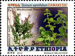 Colnect-1611-444-Ocimum-oamifolium.jpg