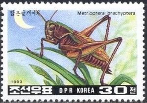 Colnect-2657-541-Bog-Bush-Cricket-Metrioptera-brachyptera.jpg