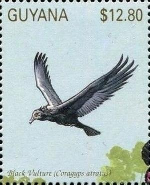 Colnect-3523-333-American-Black-Vulture-Coragyps-atratus.jpg