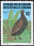 Colnect-1236-303-Mount-Cameroon-Francolin-nbsp-Pternistis-camerunensis.jpg
