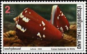 Colnect-1286-178-Saffron-Cone-Conus-crocatus-ssp-thailandis.jpg