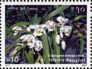 Colnect-551-390-Orchids---Coelogyne-cristata-Lindl.jpg