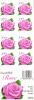 Colnect-4164-508-Coral-Pink-Rose.jpg