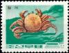 Colnect-5963-475-Horsehair-Crab-Erimacrus-isenbeckii.jpg
