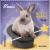 Colnect-1999-128-Domestic-Rabbit-Oryctolagus-cuniculus-forma-domestica.jpg