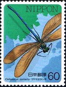 Colnect-2233-238-Broad-winged-Damselfly-Calopteryx-cornelia.jpg