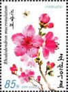 Colnect-3728-236-Rhododendron-mucronulatum.jpg