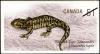 Colnect-572-494-Blotched-Tiger-Salamander-Ambystoma-mavortium-melanostictum.jpg