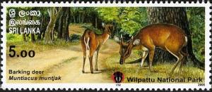 Colnect-551-455-Barking-Deer-Muntiacus-muntjak.jpg
