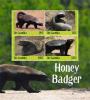 Colnect-5726-971-Honey-Badger-Mellivora-capensis.jpg