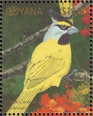 Colnect-3516-454-Yellow-Cardinal-Gubernatrix-cristata.jpg