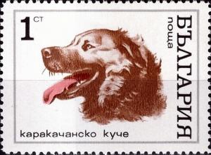 Colnect-3676-746-Karakachan-dog-Canis-lupus-familiaris.jpg