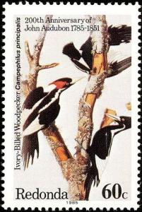 Colnect-3018-446-Ivory-billed-Woodpecker-Campephilus-principalis.jpg