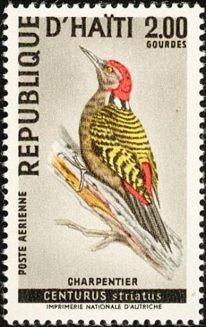 Colnect-3202-962-Hispaniolan-Woodpecker----Melanerpes-striatus.jpg