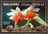 Colnect-6243-186-Dendrobium-bellatulum.jpg