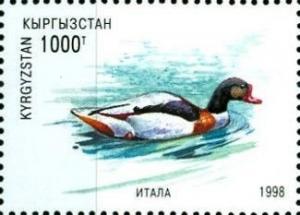 Colnect-2661-609-Shelduck-Tadorna-tadorna.jpg