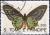 Colnect-2103-466-Urville--s-Birdwing-Ornithoptera-urvilliana.jpg