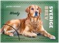 Colnect-7191-659-Woody-Golden-Retriever.jpg