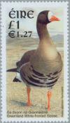 Colnect-129-839-Greenland-White-fronted-Goose-Anser-albifrons-flavirostris.jpg
