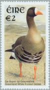 Colnect-129-898-Greenland-White-fronted-Goose-Anser-albifrons-flavirostris.jpg