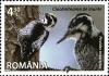Colnect-2732-199-Eurasian-Three-toed-Woodpecker-Picoides-tridactylus.jpg