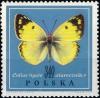 Colnect-4659-657-Clouded-Yellow-Colias-hyale.jpg