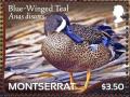 Colnect-4027-723-Blue-winged-Teal%C2%A0%C2%A0%C2%A0%C2%A0Anas-discors.jpg